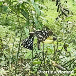 儷絲纖體美容中心(杏花村店)